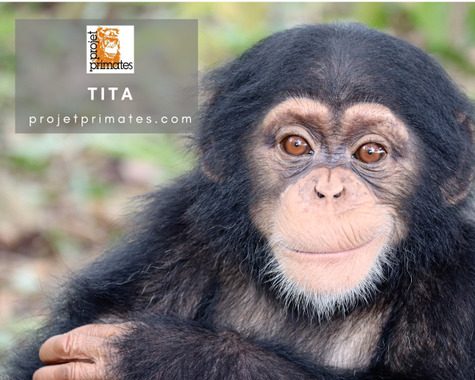 Projet primates: un nouveau projet de parrainage de Pepe, chimpanzé.